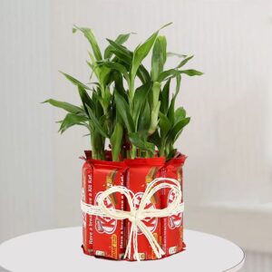 chocolate with plant in vase