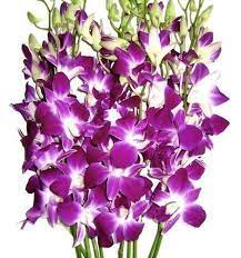 fresh orchid