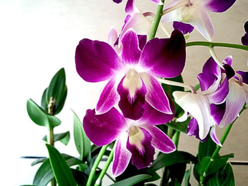 orchid family