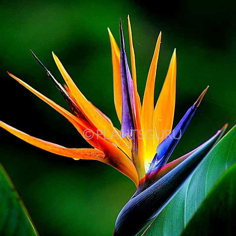 Bird-of-Paradise Plant​
